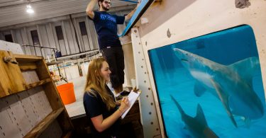 New College of Florida students do research on sharks at Mote Marine Laboratory in Sarasota