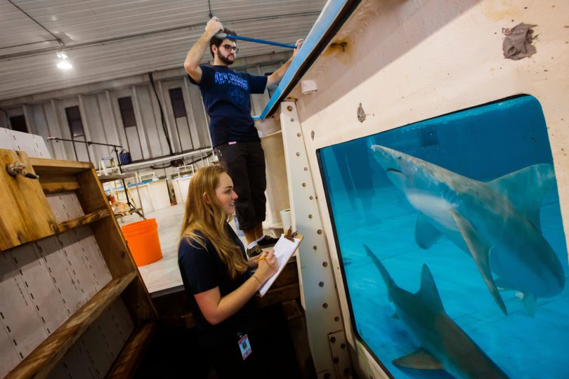New College of Florida students do research on sharks at Mote Marine Laboratory in Sarasota