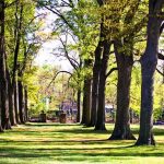 The Rhodes College campus is filled with centuries-old trees