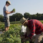 Student working on the Bard Farm